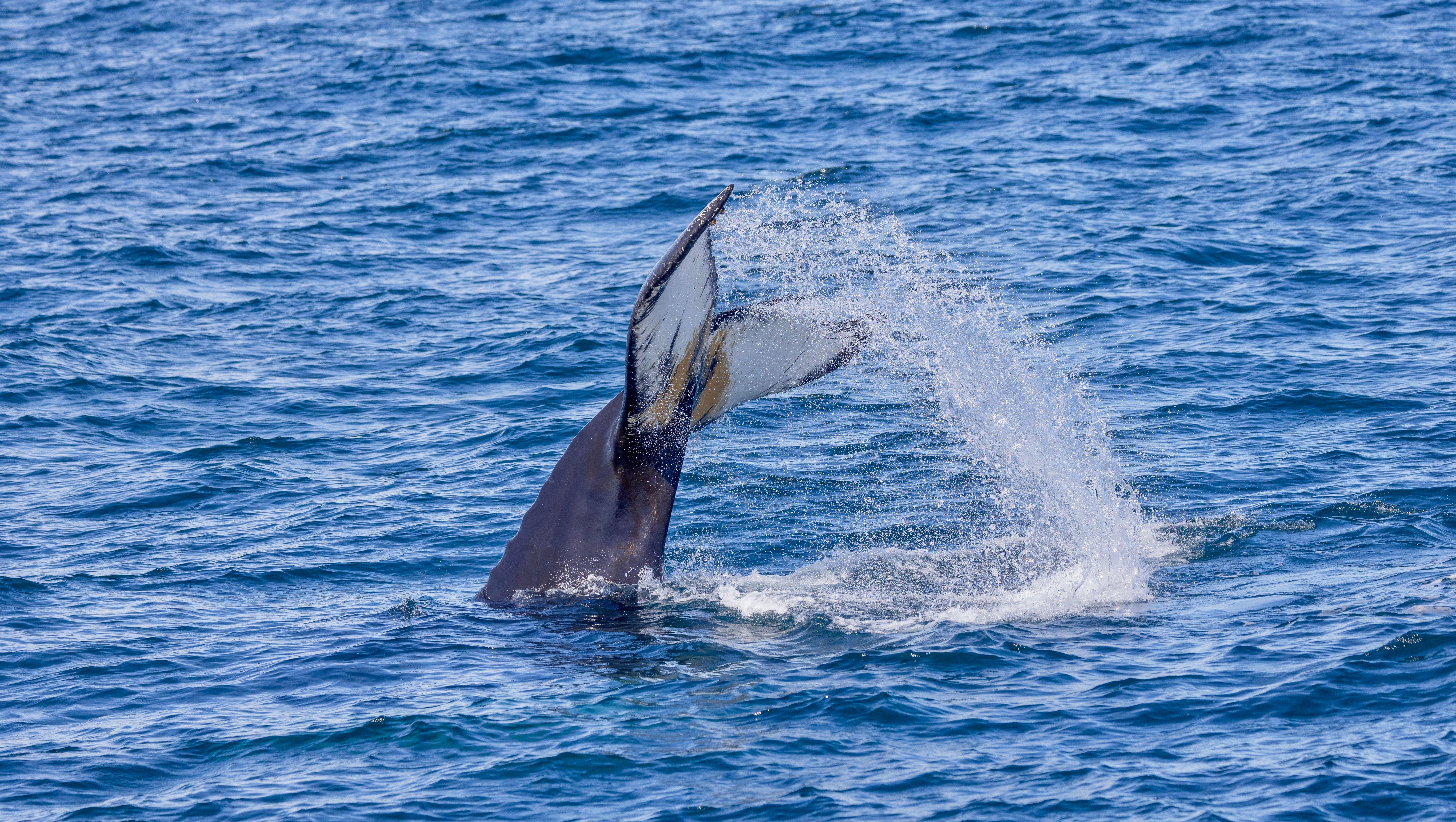 Reykjavik And Húsavík, Iceland-Whale Watching