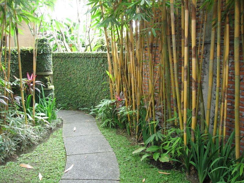 Bamboo garden.jpg