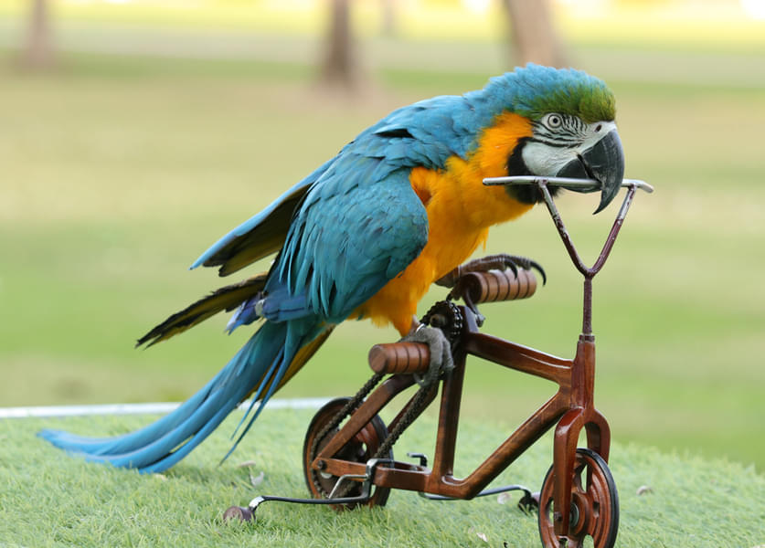 Watch the macaws perform amazing tricks