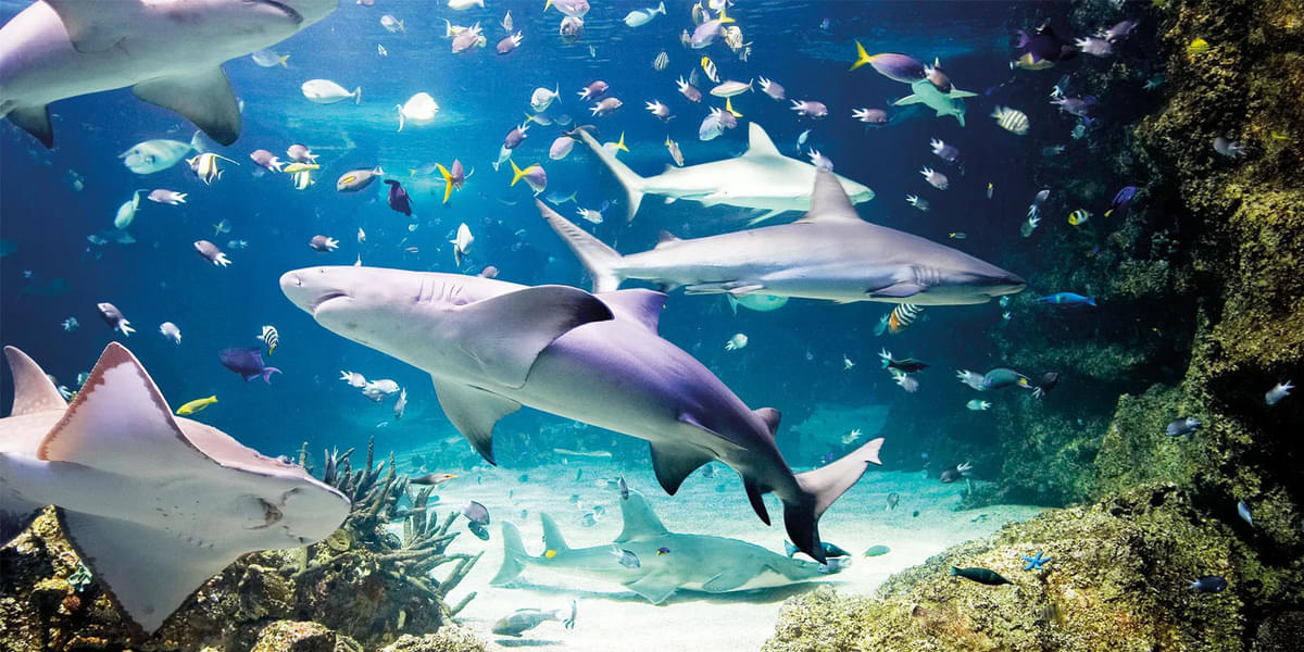 Visit Sea Life Munich aquarium home to 2500 sea creatures
