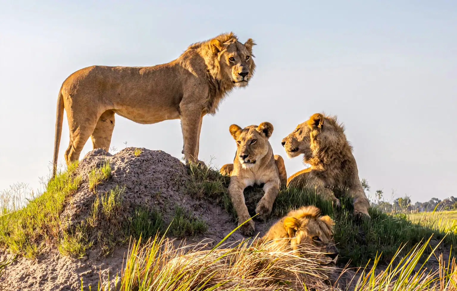 Botswana & Zimbabwe Adventure | A Journey Through Wild Wonders