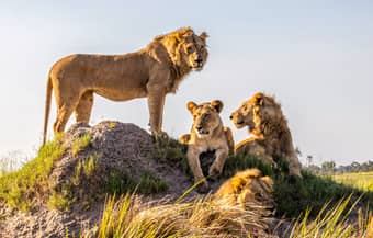 Lion Family at Okavango Delta