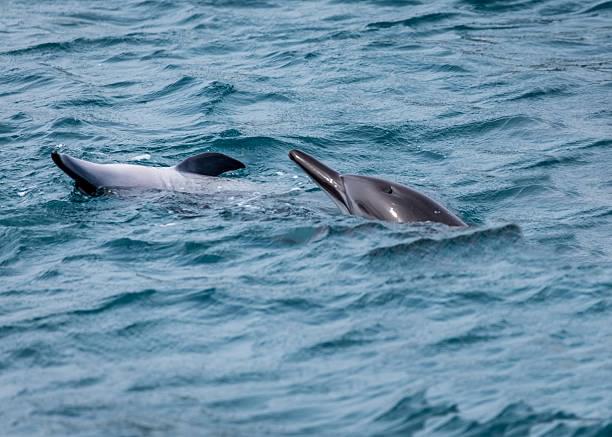 Spot dolphins at Dolphin Point