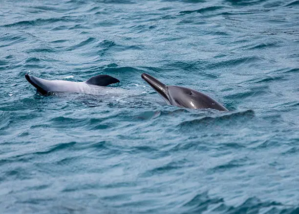 Spot dolphins at Dolphin Point