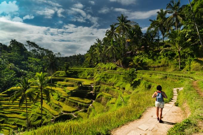 Tegalalang Rice Terrace