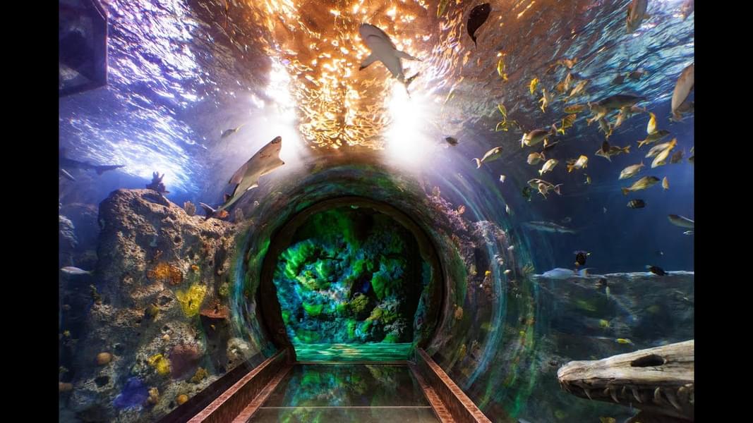 Walk through an amazing Ocean Tunnel at Sea life aquarium