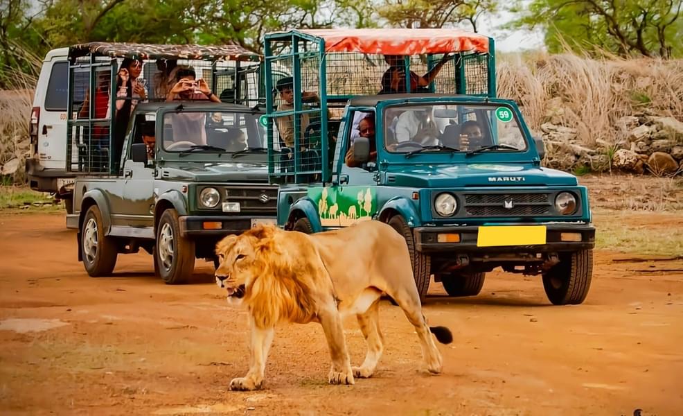 Devalia Park Safari Image