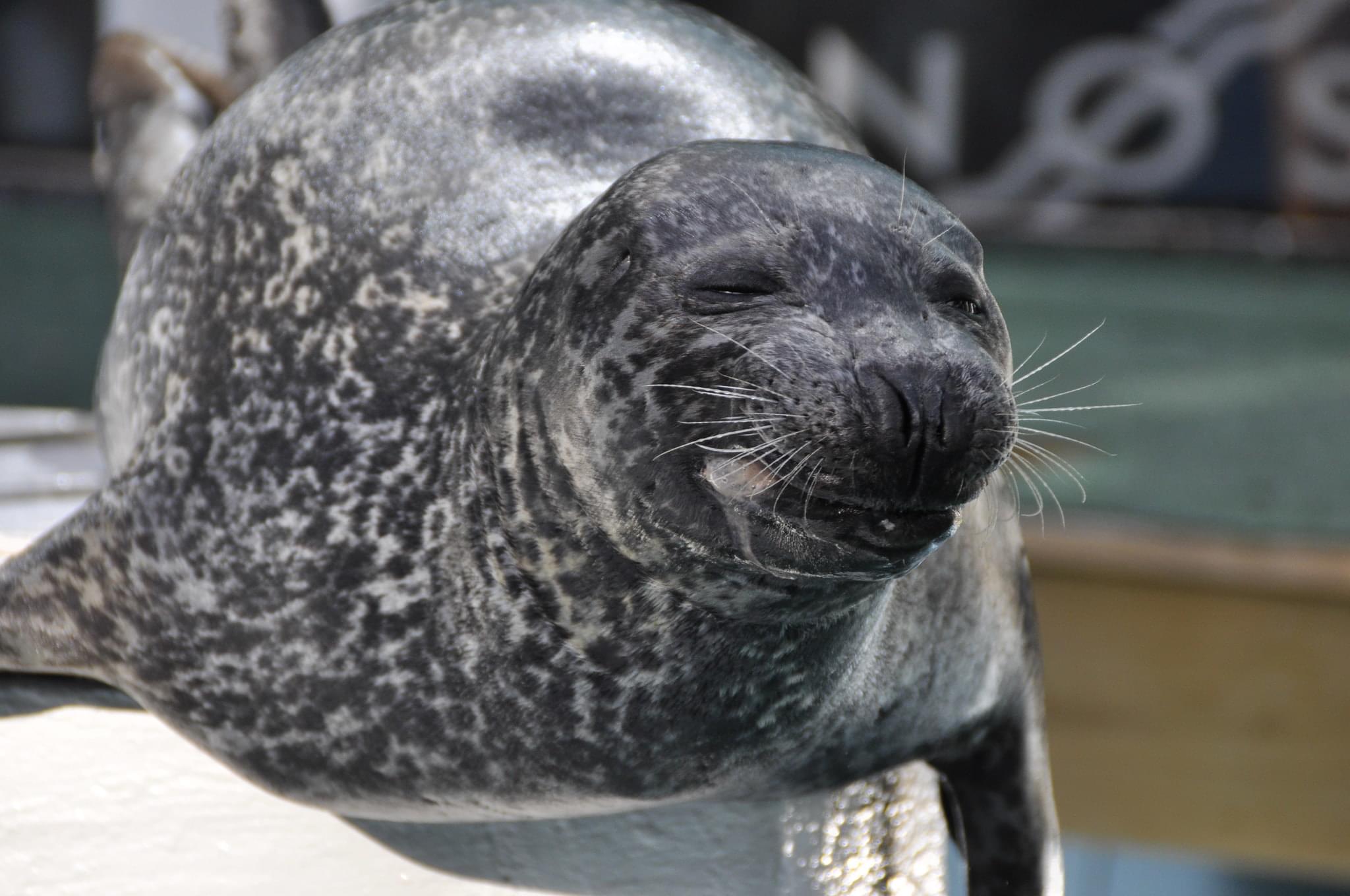 Attend The Seal And Sea Lion Shows