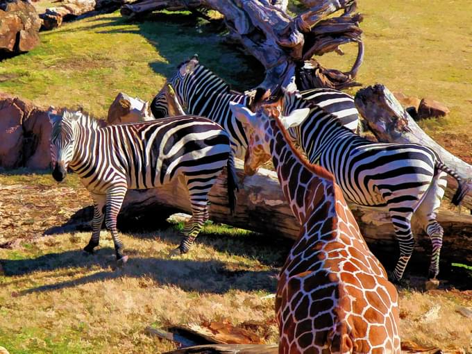 Zebra and Giraffe at werribee zoo