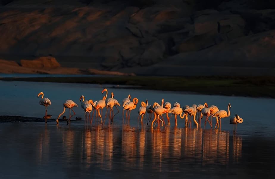 Wildlife Jeep Safari in Jawai Image
