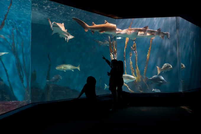 Ocean Beyond the Sound Exhibit