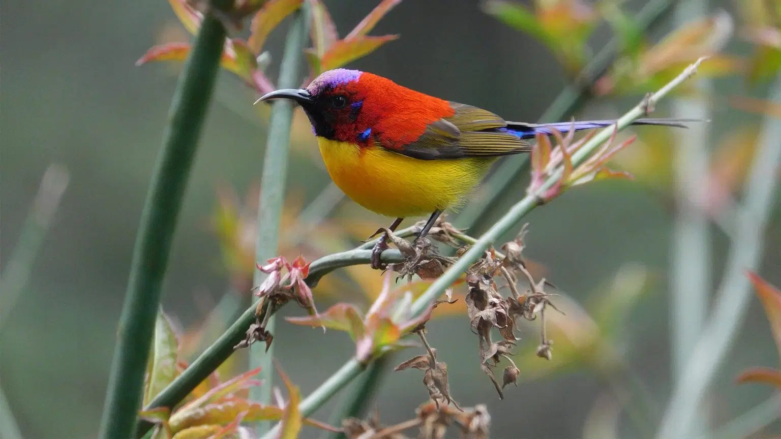 Go On A Birdwatching Tour