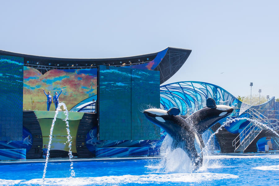 Watch orca whales performing tricks at the Orca Encounter