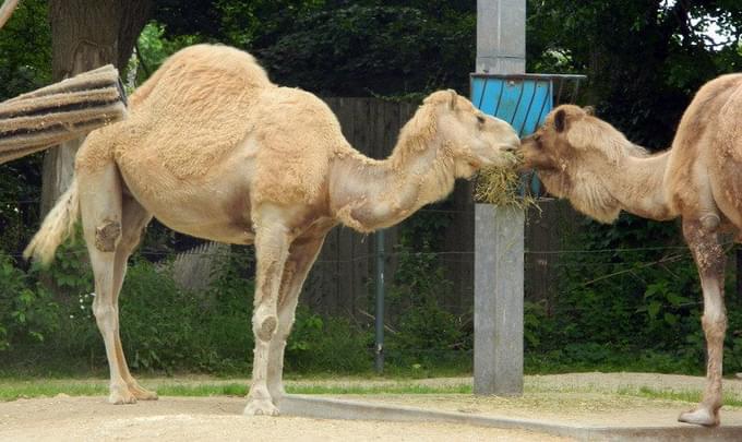 Camel in Taipei Zoo