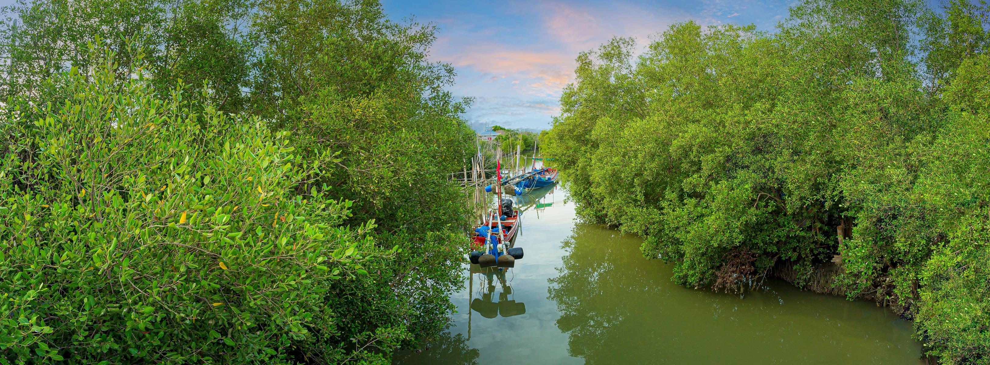 . Mangrove Channel Phuket