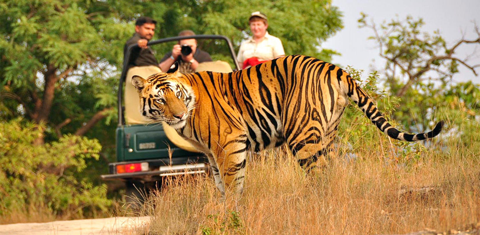 Ranthambore: Handpicked Wilderness Tour Packages