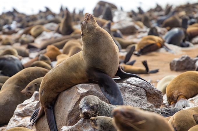 See the Cape Cross Seals