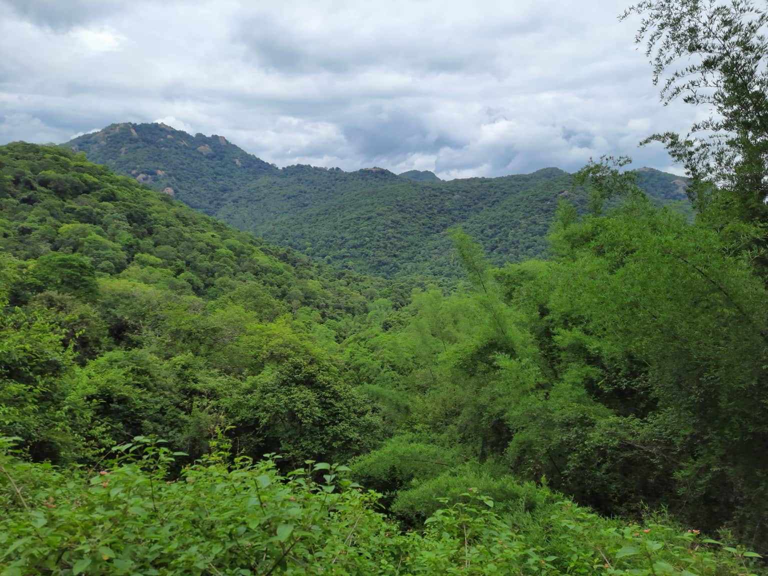 Kannamangalam Reserve Forest, <em>Vellore</em>