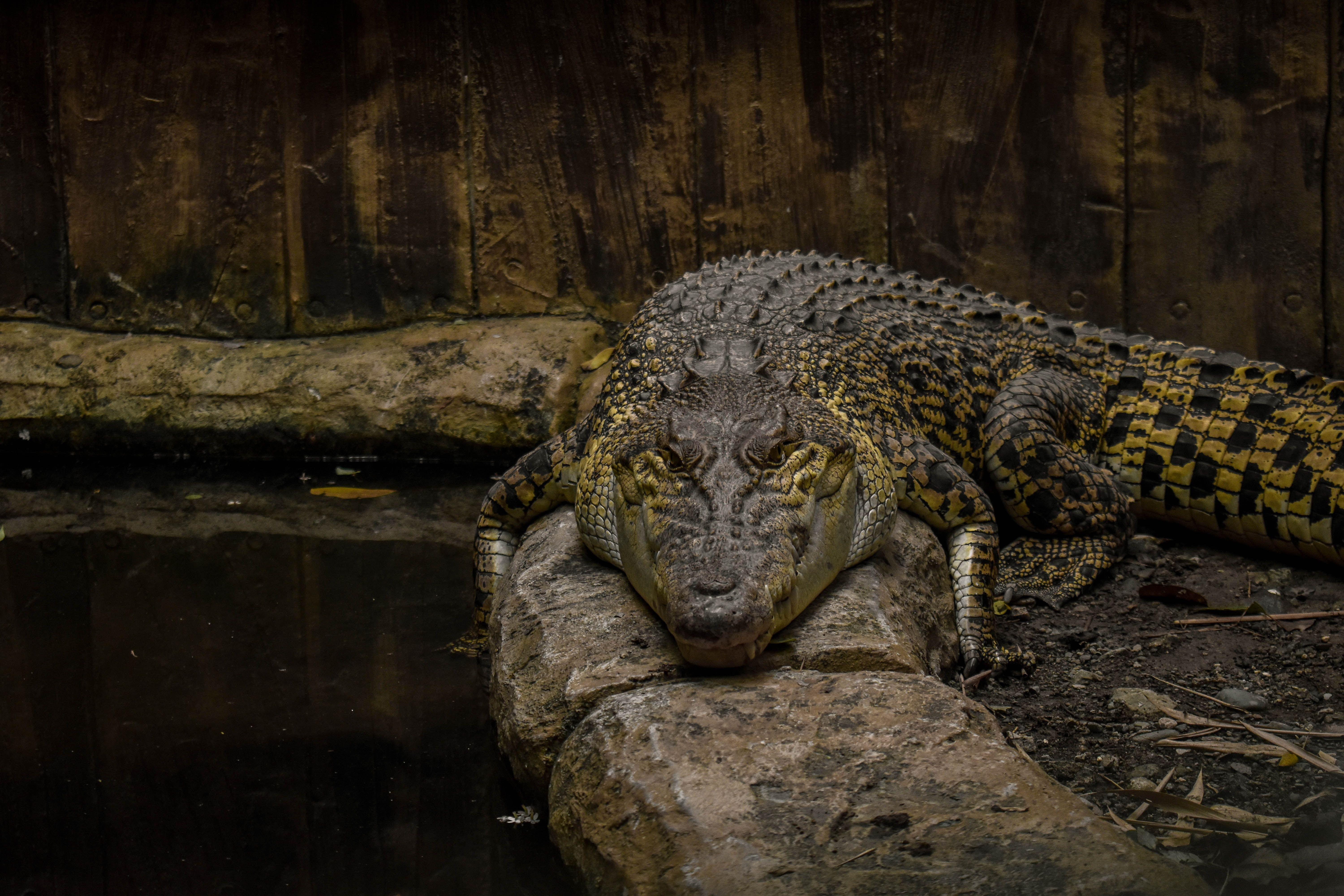 aucklandzoo