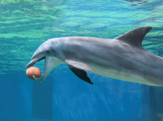 Atlantic Bottlenose Dolphins