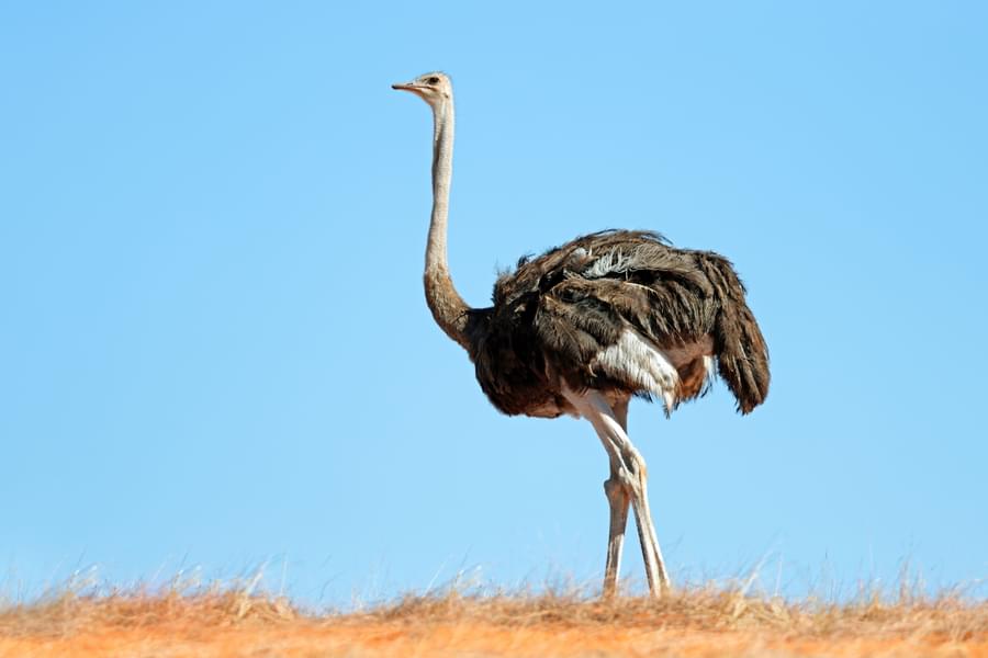 Blue-Necked Ostrich