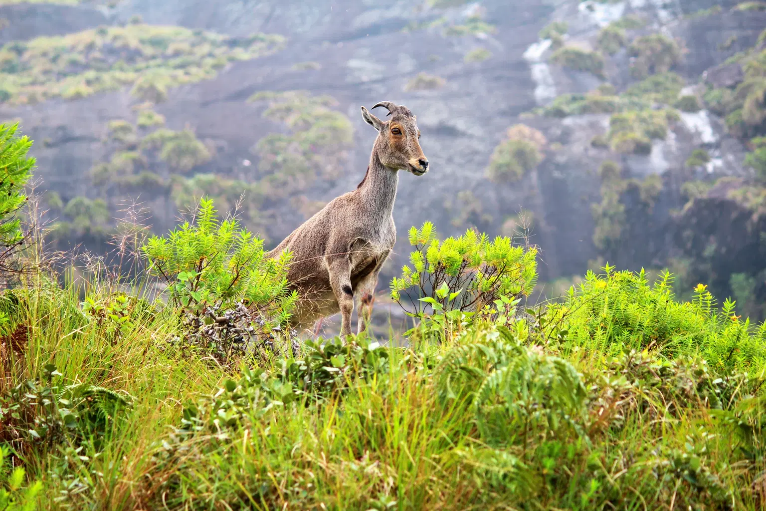  Nilgiri Biosphere Reserve