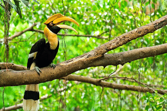 Capture the beautiful Horn-bill in the Kohima Zoo 