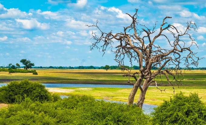 Chobe National Park Flora