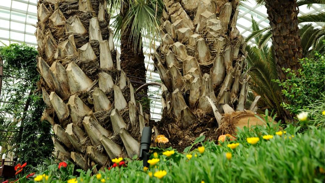 south american garden.jpg