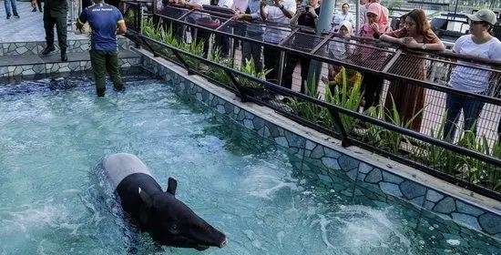 99 Malayan Tapir