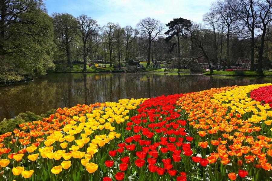 Keukenhof Gardens Discover the Beauty of Floral Paradise