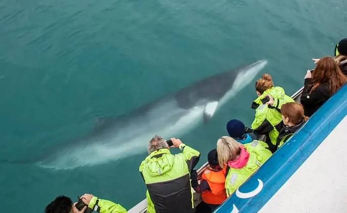 Whale Watching from Reykjavik