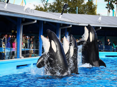 Watch exciting live shows that features dolphins and orcas 