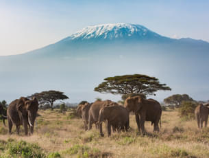 Morning Game Drive at Amboseli National Park