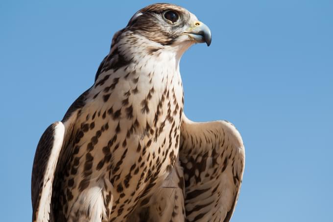 Abu Dhabi Wildlife Centre