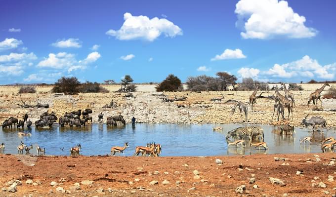 Etosha National Park, Namibia