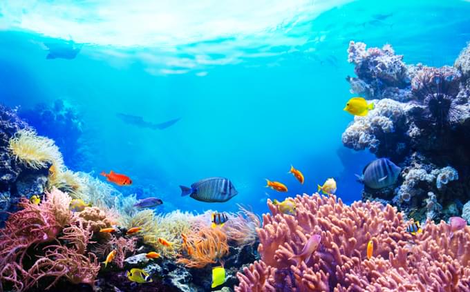 New England Aquarium