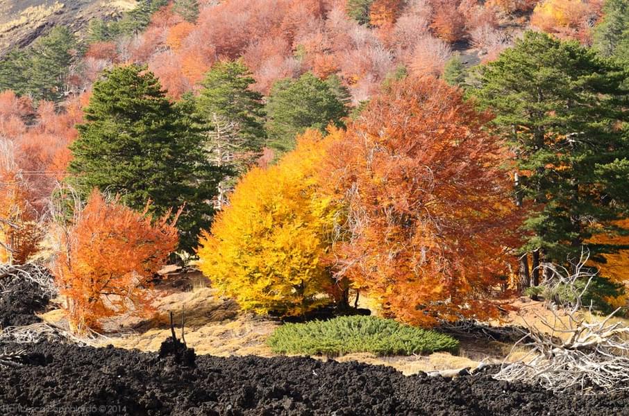 mount etna autumn.jpg