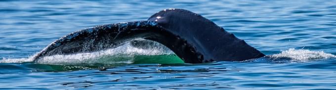 Whale at Big Sur, California