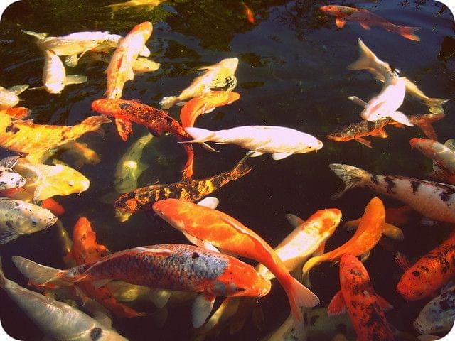 Fishes in Mitchell Park Zoo