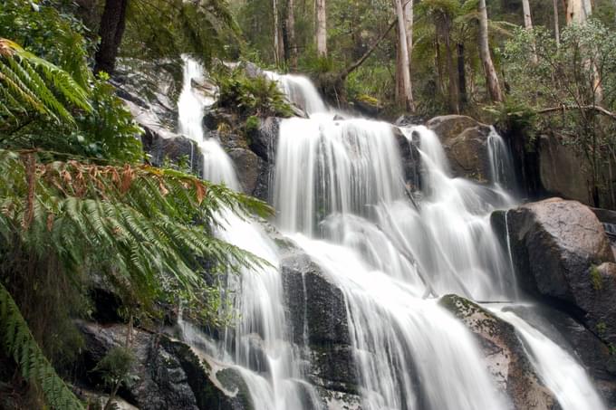 Toorongo Falls Circuit Walk