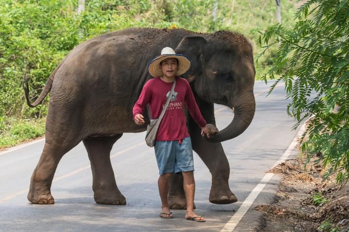 Phuket Elephant Jungle Sanctuary