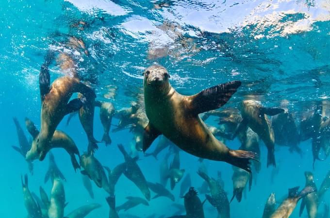 Sea Lion Experiences