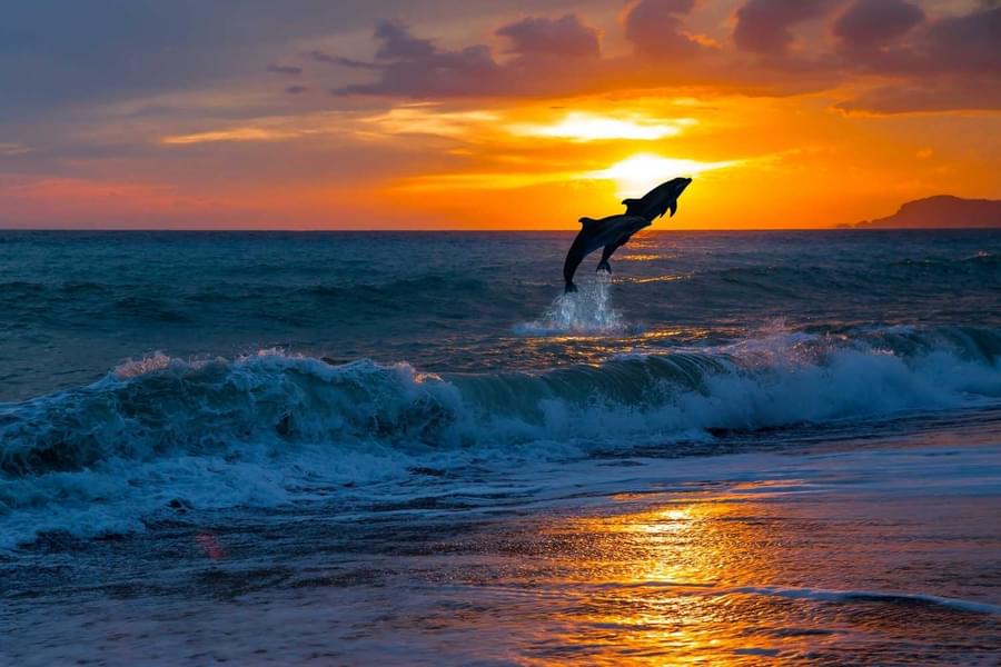 Dolphin Safari in Goa Image