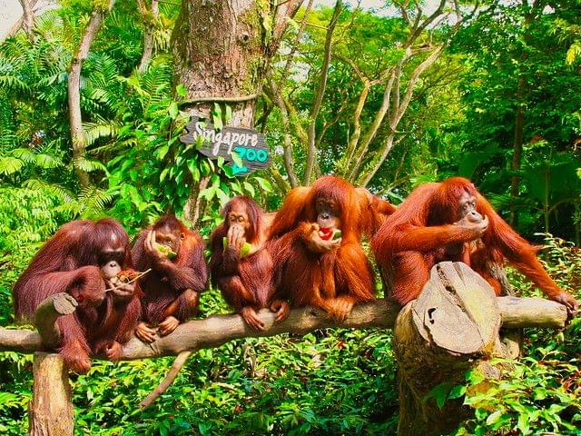 Orangutan in Singapore Zoo