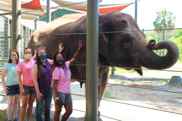 Elephnat in houston zoo