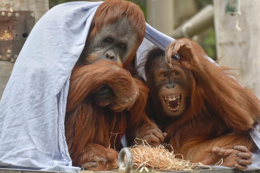 Get fascinated with the intelligence of Orangutans