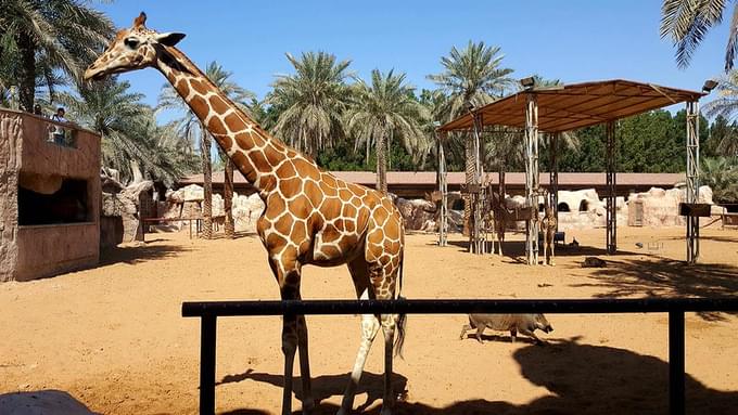 Emirates Park Zoo Tips for Visiting 