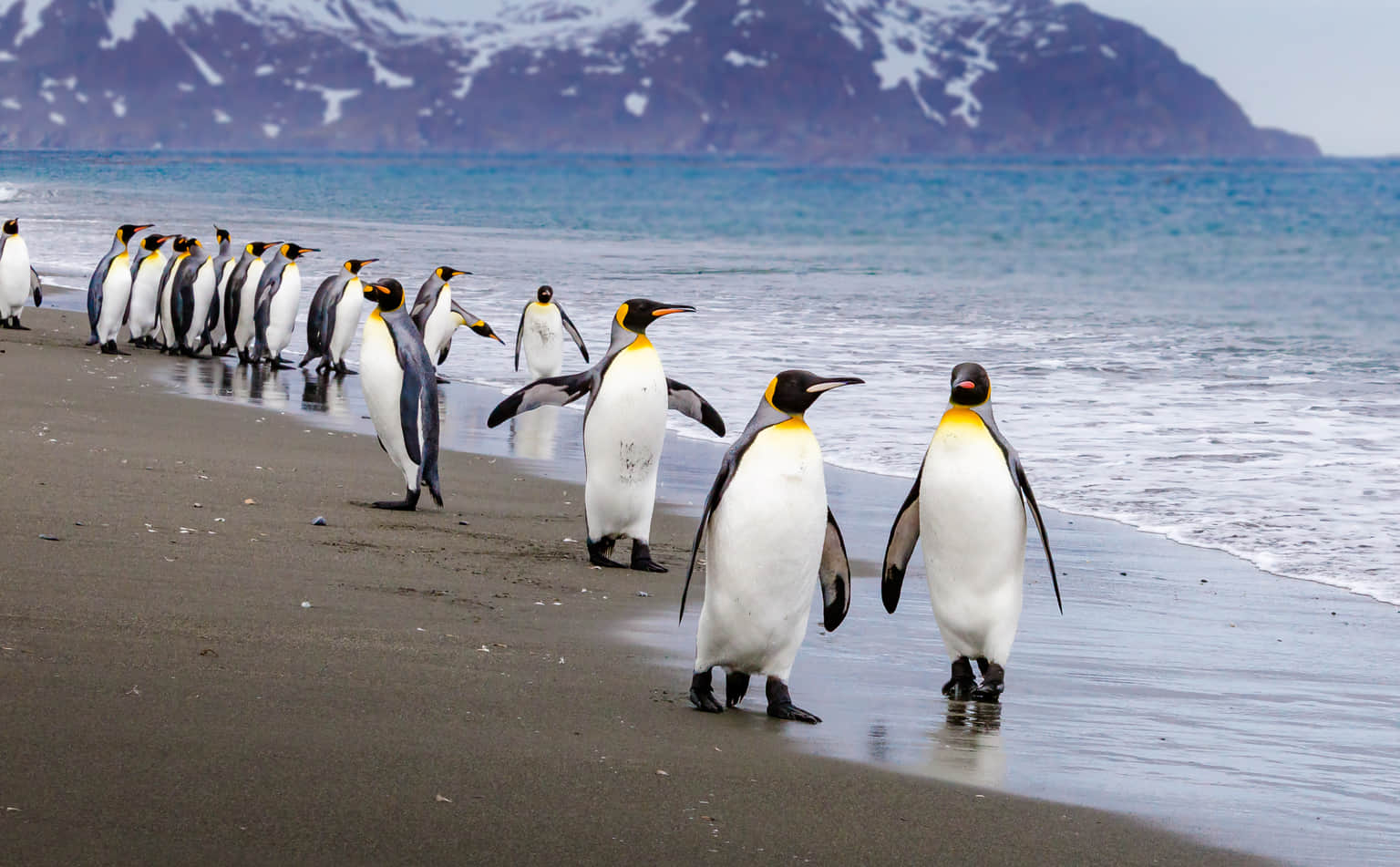 Penguin Island, <em>Perth</em>