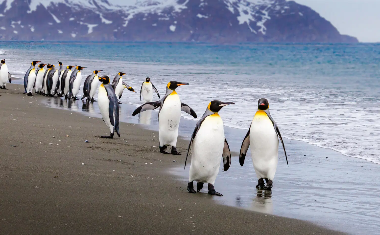 Penguin Island